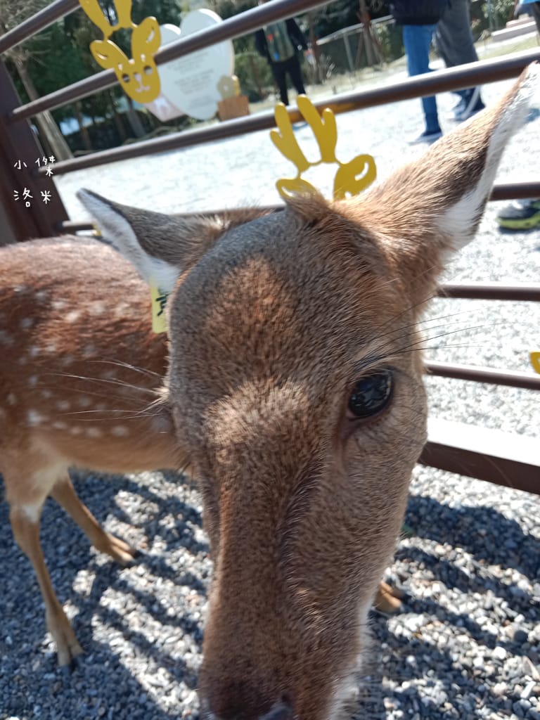 《旅遊》宜蘭-彩虹灣民宿｜五十二甲濕地畔 稻田小河環繞遠離都市塵囂 五結鄉包棟民宿推薦 親子住宿推薦