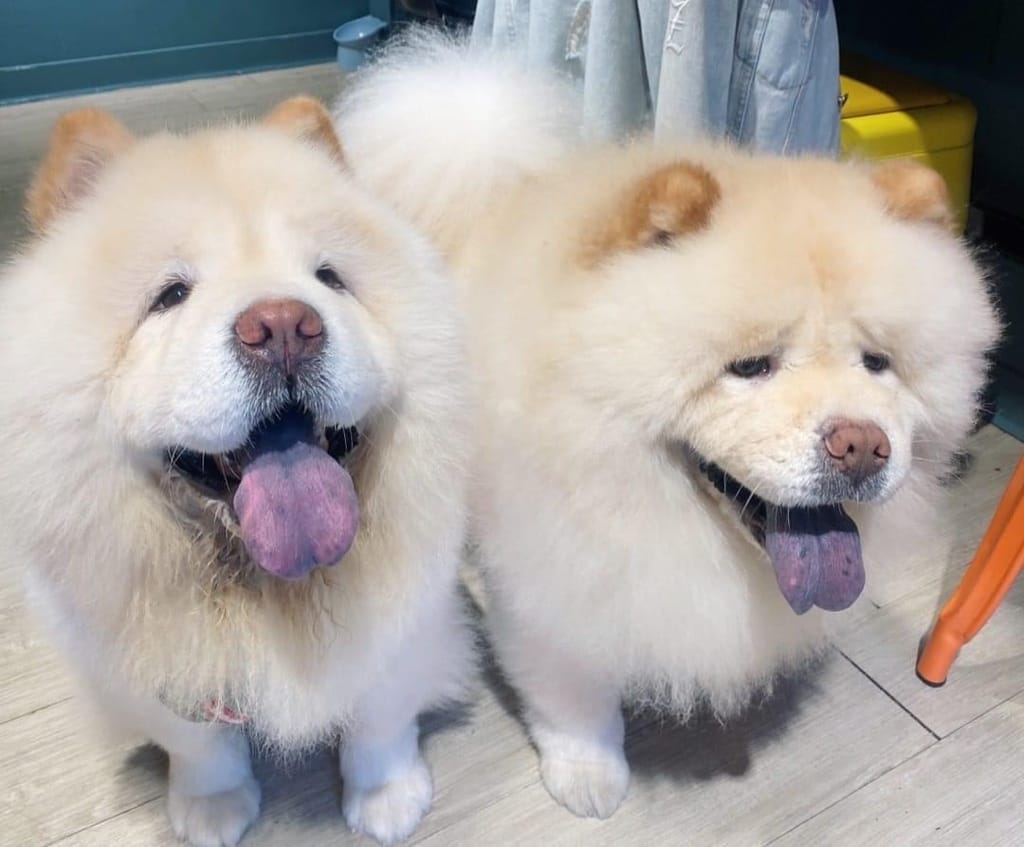 《美食》肥熊早早午餐｜早餐店兼賣便當竟然意外的好吃 咔啦雞腿漢堡香辣過癮 寵物友善早餐店 板橋早午餐食記